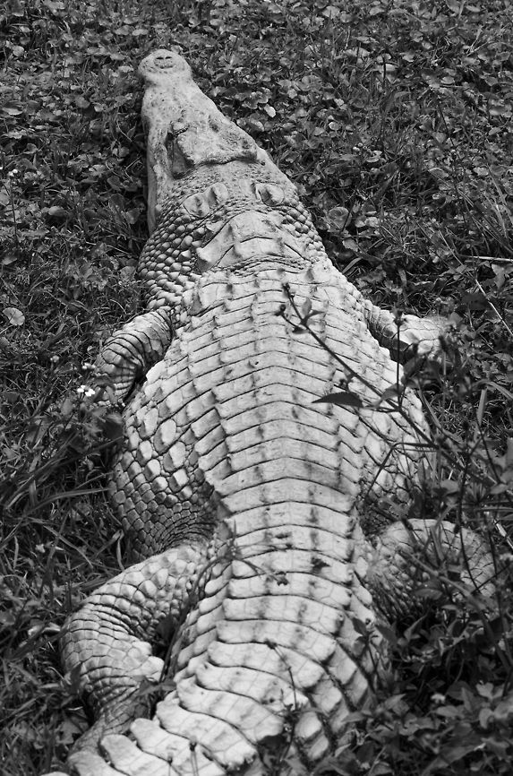 Nile Crocodile in Madagascar I don&#039;t like this photo at all, but I&#039;ll use this as a chance to talk about this specie in Madagascar. It&#039;s common in mainland Africa, yet very rare in Madagascar, only existing in isolated pockets in the north. It&#039;s special for being so rare, but also for being a lemur hunter hiding in caves. That&#039;s exceptional behavior for a crocodile. <br />
<br />
This specie was captured in a reptile park near Andasibe. It&#039;s actually a sub specie of the Nile Crocodile, but I don&#039;t know which one. Crocodylus niloticus,Madagascar,Nile crocodile,Pyreras Reserve