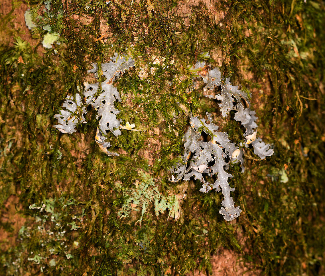 Gray curly lichen, Ranomafana, Madagascar Found on a mossy tree. Africa,Madagascar,Madagascar 2019,Ranomafana National Park,World