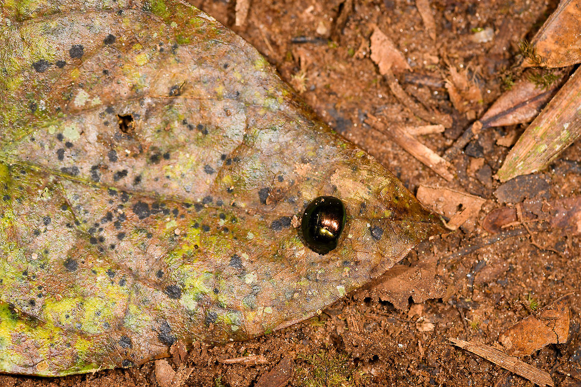 Shiny leaf beetle, Ranomafana, Madagascar Found on a molted leaf on the forest floor. Africa,Madagascar,Madagascar 2019,Ranomafana National Park,World