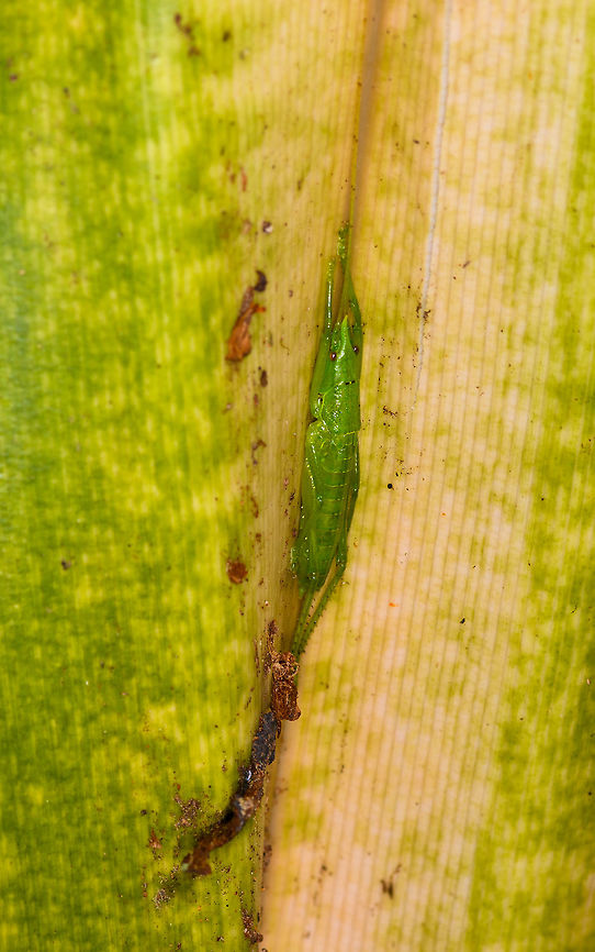 Green Conehead Katydid (Copiphorini), Ranomafana, Madagascar Found hiding inside a large leaf. Africa,Madagascar,Madagascar 2019,Ranomafana National Park,World