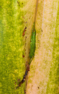 Green Conehead Katydid (Copiphorini), Ranomafana, Madagascar Found hiding inside a large leaf. Africa,Madagascar,Madagascar 2019,Ranomafana National Park,World