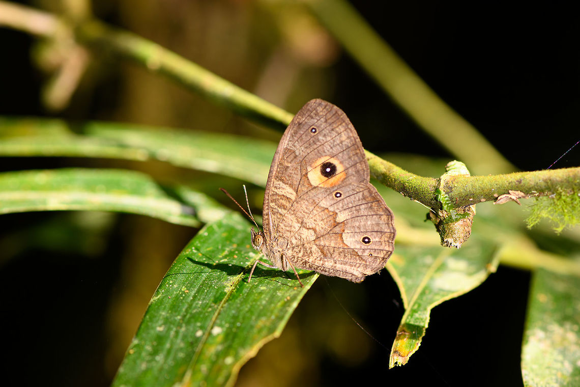 Heteropsis subsimilis - closeup, Ranomafana, Madagascar Endemic to Madagascar. Species ID based on this reference:<br />
<a href="https://www.inaturalist.org/observations/9489205" rel="nofollow">https://www.inaturalist.org/observations/9489205</a><br />
<br />
Which looks solid, but this is a very tricky genus, so feel free to challenge.<br />
<figure class="photo"><a href="https://www.jungledragon.com/image/84039/heteropsis_subsimilis_ranomafana_madagascar.html" title="Heteropsis subsimilis, Ranomafana, Madagascar"><img src="https://s3.amazonaws.com/media.jungledragon.com/images/2/84039_thumb.jpg?AWSAccessKeyId=05GMT0V3GWVNE7GGM1R2&Expires=1770854410&Signature=DRw6ok%2FzlkdPl9AuwUoUr5rnoM0%3D" width="200" height="134" alt="Heteropsis subsimilis, Ranomafana, Madagascar Endemic to Madagascar. Species ID based on this reference:<br />
https://www.inaturalist.org/observations/9489205<br />
<br />
Which looks solid, but this is a very tricky genus, so feel free to challenge.<br />
https://www.jungledragon.com/image/84038/heteropsis_subsimilis_-_closeup_ranomafana_madagascar.html Africa,Heteropsis subsimilis,Madagascar,Madagascar 2019,Ranomafana National Park,World" /></a></figure> Africa,Heteropsis subsimilis,Madagascar,Madagascar 2019,Ranomafana National Park,World