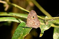Heteropsis subsimilis - closeup, Ranomafana, Madagascar Endemic to Madagascar. Species ID based on this reference:<br />
https://www.inaturalist.org/observations/9489205<br />
<br />
Which looks solid, but this is a very tricky genus, so feel free to challenge.<br />
https://www.jungledragon.com/image/84039/heteropsis_subsimilis_ranomafana_madagascar.html Africa,Heteropsis subsimilis,Madagascar,Madagascar 2019,Ranomafana National Park,World
