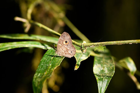 Heteropsis subsimilis, Ranomafana, Madagascar Endemic to Madagascar. Species ID based on this reference:
https://www.inaturalist.org/observations/9489205

Which looks solid, but this is a very tricky genus, so feel free to challenge.
https://www.jungledragon.com/image/84038/heteropsis_subsimilis_-_closeup_ranomafana_madagascar.html Africa,Heteropsis subsimilis,Madagascar,Madagascar 2019,Ranomafana National Park,World