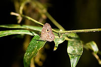 Heteropsis subsimilis, Ranomafana, Madagascar Endemic to Madagascar. Species ID based on this reference:<br />
https://www.inaturalist.org/observations/9489205<br />
<br />
Which looks solid, but this is a very tricky genus, so feel free to challenge.<br />
https://www.jungledragon.com/image/84038/heteropsis_subsimilis_-_closeup_ranomafana_madagascar.html Africa,Heteropsis subsimilis,Madagascar,Madagascar 2019,Ranomafana National Park,World