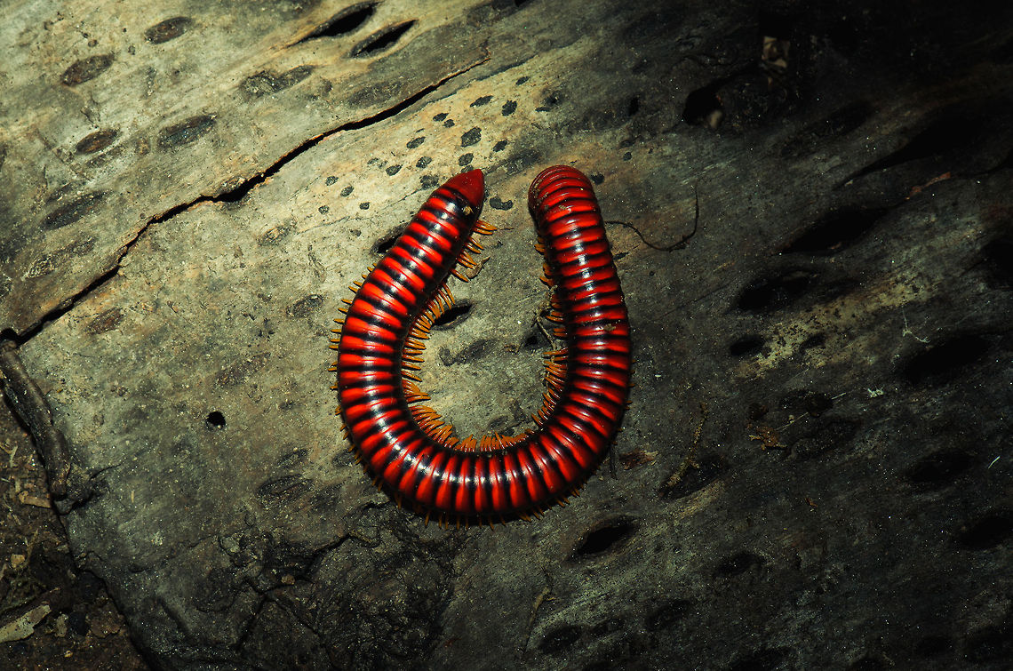 Madagascar Fire Millipede (Aphistogoniulus Sp) Madagascar is home to an extraordinary amount of oddities, and one large family of oddities are the millipedes. They come in an overwhelming amount of shapes, sizes and colours. Unfortunately, they are poorly documented. In fact, entire sub families are almost completely undocumented. And it gets worse. With the rate of habitat destruction due to deforestation in Madagascar (90% already gone), most millipede species are extinct before ever being discovered and documented. And this continues to this very day. There are thousands of undiscovered millipedes that will be burned alive before any of us will have the honour of being the first human to see it.  Insects,Madagascar,Millipede,Pyreras Reserve