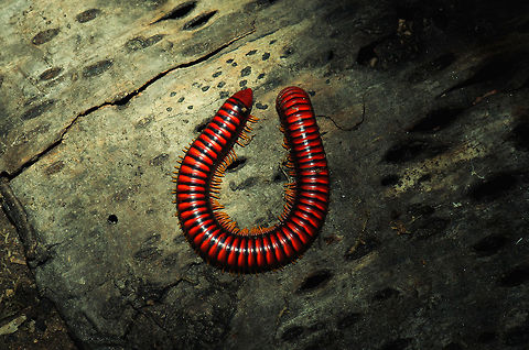 Madagascar Fire Millipede (Aphistogoniulus Sp) Madagascar is home to an extraordinary amount of oddities, and one large family of oddities are the millipedes. They come in an overwhelming amount of shapes, sizes and colours. Unfortunately, they are poorly documented. In fact, entire sub families are almost completely undocumented. And it gets worse. With the rate of habitat destruction due to deforestation in Madagascar (90% already gone), most millipede species are extinct before ever being discovered and documented. And this continues to this very day. There are thousands of undiscovered millipedes that will be burned alive before any of us will have the honour of being the first human to see it.  Insects,Madagascar,Millipede,Pyreras Reserve