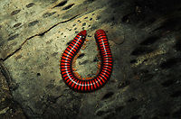 Madagascar Fire Millipede (Aphistogoniulus Sp) Madagascar is home to an extraordinary amount of oddities, and one large family of oddities are the millipedes. They come in an overwhelming amount of shapes, sizes and colours. Unfortunately, they are poorly documented. In fact, entire sub families are almost completely undocumented. And it gets worse. With the rate of habitat destruction due to deforestation in Madagascar (90% already gone), most millipede species are extinct before ever being discovered and documented. And this continues to this very day. There are thousands of undiscovered millipedes that will be burned alive before any of us will have the honour of being the first human to see it.  Insects,Madagascar,Millipede,Pyreras Reserve