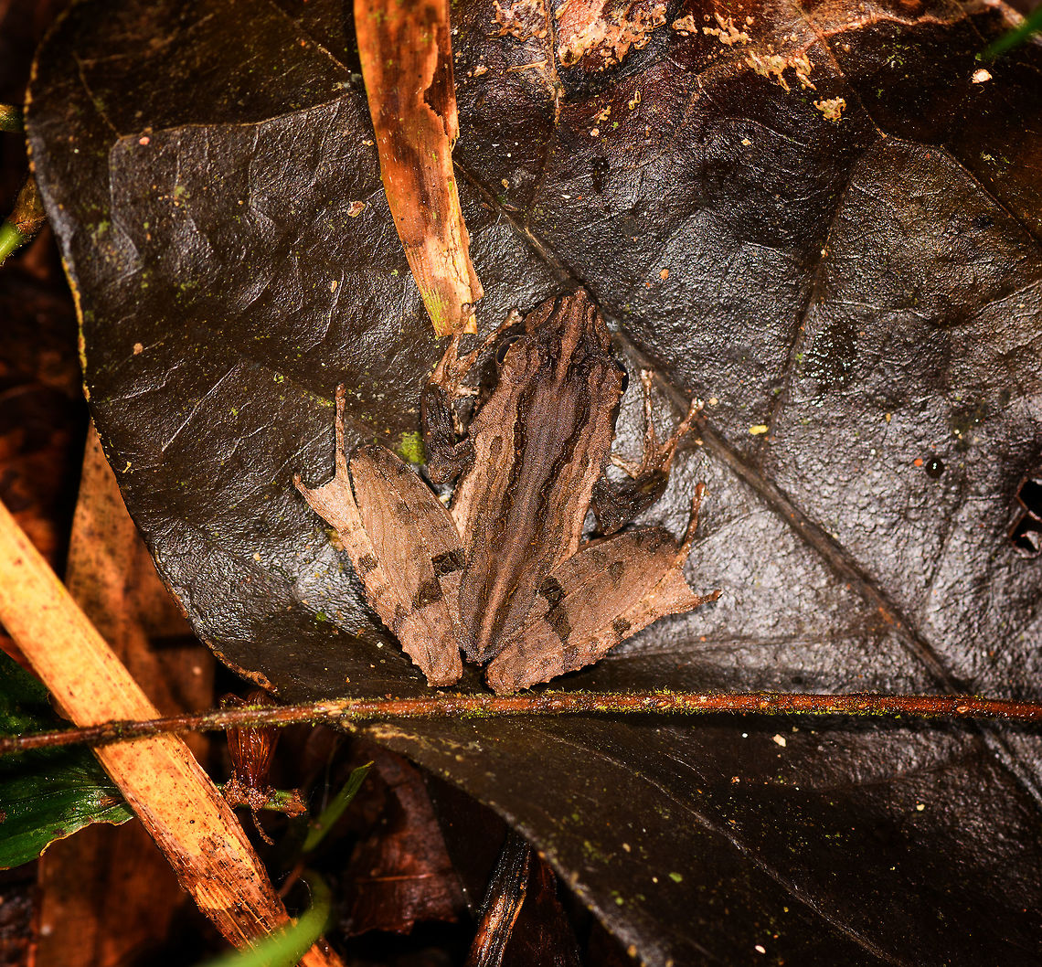 Gephyromantis ceratophrys - top view, Ranomafana, Madagascar Part of the Gephyromantis genus, currently consisting of 45 known species that are all very cryptic. All are endemic to Madagascar. According to John Sullivan, this species was split from Gephyromantis asper in 2017. Looking at reference photos, coloration seems very variable.<br />
<figure class="photo"><a href="https://www.jungledragon.com/image/84042/gephyromantis_ceratophrys_-_front_view_ranomafana_madagascar.html" title="Gephyromantis ceratophrys - front view, Ranomafana, Madagascar"><img src="https://s3.amazonaws.com/media.jungledragon.com/images/2/84042_thumb.jpg?AWSAccessKeyId=05GMT0V3GWVNE7GGM1R2&Expires=1770854410&Signature=Vw14bEEPzCDair5j8GNElZ1H9OI%3D" width="150" height="152" alt="Gephyromantis ceratophrys - front view, Ranomafana, Madagascar Part of the Gephyromantis genus, currently consisting of 45 known species that are all very cryptic. All are endemic to Madagascar. According to John Sullivan, this species was split from Gephyromantis asper in 2017. Looking at reference photos, coloration seems very variable.<br />
https://www.jungledragon.com/image/84041/gephyromantis_ceratophrys_-_top_view_ranomafana_madagascar.html<br />
https://www.jungledragon.com/image/84043/gephyromantis_ceratophrys_-_side_view_ranomafana_madagascar.html Africa,Gephyromantis ceratophrys,Madagascar,Madagascar 2019,Ranomafana National Park,World" /></a></figure><br />
<figure class="photo"><a href="https://www.jungledragon.com/image/84043/gephyromantis_ceratophrys_-_side_view_ranomafana_madagascar.html" title="Gephyromantis ceratophrys - side view, Ranomafana, Madagascar"><img src="https://s3.amazonaws.com/media.jungledragon.com/images/2/84043_thumb.jpg?AWSAccessKeyId=05GMT0V3GWVNE7GGM1R2&Expires=1770854410&Signature=EJDFBbd3jfEXIYmZkUnkNJS0130%3D" width="200" height="134" alt="Gephyromantis ceratophrys - side view, Ranomafana, Madagascar Part of the Gephyromantis genus, currently consisting of 45 known species that are all very cryptic. All are endemic to Madagascar. According to John Sullivan, this species was split from Gephyromantis asper in 2017. Looking at reference photos, coloration seems very variable.<br />
https://www.jungledragon.com/image/84041/gephyromantis_ceratophrys_-_top_view_ranomafana_madagascar.html<br />
https://www.jungledragon.com/image/84042/gephyromantis_ceratophrys_-_front_view_ranomafana_madagascar.html Africa,Gephyromantis ceratophrys,Madagascar,Madagascar 2019,Ranomafana National Park,World" /></a></figure> Africa,Gephyromantis ceratophrys,Madagascar,Madagascar 2019,Ranomafana National Park,World