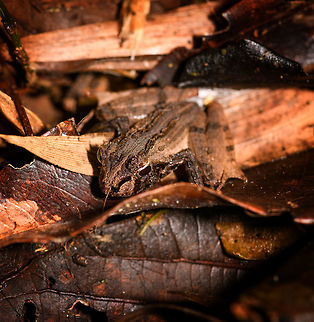Gephyromantis ceratophrys - front view, Ranomafana, Madagascar Part of the Gephyromantis genus, currently consisting of 45 known species that are all very cryptic. All are endemic to Madagascar. According to John Sullivan, this species was split from Gephyromantis asper in 2017. Looking at reference photos, coloration seems very variable.
https://www.jungledragon.com/image/84041/gephyromantis_ceratophrys_-_top_view_ranomafana_madagascar.html
https://www.jungledragon.com/image/84043/gephyromantis_ceratophrys_-_side_view_ranomafana_madagascar.html Africa,Gephyromantis ceratophrys,Madagascar,Madagascar 2019,Ranomafana National Park,World