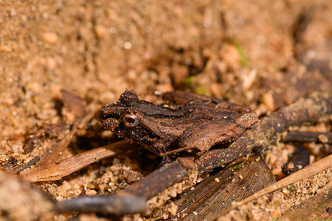 Gephyromantis ceratophrys - side view, Ranomafana, Madagascar Part of the Gephyromantis genus, currently consisting of 45 known species that are all very cryptic. All are endemic to Madagascar. According to John Sullivan, this species was split from Gephyromantis asper in 2017. Looking at reference photos, coloration seems very variable.
https://www.jungledragon.com/image/84041/gephyromantis_ceratophrys_-_top_view_ranomafana_madagascar.html
https://www.jungledragon.com/image/84042/gephyromantis_ceratophrys_-_front_view_ranomafana_madagascar.html Africa,Gephyromantis ceratophrys,Madagascar,Madagascar 2019,Ranomafana National Park,World
