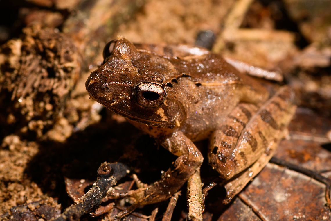 Sculpted Madagascar Frog - front view, Ranomafana, Madagascar ID provided by Dr Mark D. Scherz , alternative candidate is G. plicifer.<br />
<figure class="photo"><a href="https://www.jungledragon.com/image/84048/sculpted_madagascar_frog_-_side_view_ranomafana_madagascar.html" title="Sculpted Madagascar Frog - side view, Ranomafana, Madagascar"><img src="https://s3.amazonaws.com/media.jungledragon.com/images/2/84048_thumb.jpg?AWSAccessKeyId=05GMT0V3GWVNE7GGM1R2&Expires=1759968010&Signature=BOO8hu5ve7PFhLjgN2QHuKlxgHo%3D" width="200" height="134" alt="Sculpted Madagascar Frog - side view, Ranomafana, Madagascar ID provided by Dr Mark D. Scherz , alternative candidate is G. plicifer.<br />
https://www.jungledragon.com/image/84047/sculpted_madagascar_frog_-_front_view_ranomafana_madagascar.html<br />
https://www.jungledragon.com/image/84049/sculpted_madagascar_frog_-_top_view_ranomafana_madagascar.html Africa,Gephyromantis sculpturatus,Madagascar,Madagascar 2019,Ranomafana National Park,Sculpted Madagascar Frog,World" /></a></figure><br />
<figure class="photo"><a href="https://www.jungledragon.com/image/84049/sculpted_madagascar_frog_-_top_view_ranomafana_madagascar.html" title="Sculpted Madagascar Frog - top view, Ranomafana, Madagascar"><img src="https://s3.amazonaws.com/media.jungledragon.com/images/2/84049_thumb.jpg?AWSAccessKeyId=05GMT0V3GWVNE7GGM1R2&Expires=1759968010&Signature=tWA9vAl25jhEIkO10mcbgoyqto4%3D" width="200" height="190" alt="Sculpted Madagascar Frog - top view, Ranomafana, Madagascar ID provided by Dr Mark D. Scherz , alternative candidate is G. plicifer.<br />
https://www.jungledragon.com/image/84047/sculpted_madagascar_frog_-_front_view_ranomafana_madagascar.html<br />
https://www.jungledragon.com/image/84048/sculpted_madagascar_frog_-_side_view_ranomafana_madagascar.html Africa,Gephyromantis sculpturatus,Madagascar,Madagascar 2019,Ranomafana National Park,World" /></a></figure> Africa,Gephyromantis sculpturatus,Madagascar,Madagascar 2019,Ranomafana National Park,Sculpted Madagascar Frog,World