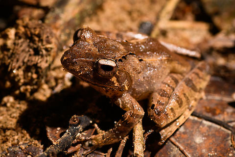 Sculpted Madagascar Frog - front view, Ranomafana, Madagascar ID provided by Dr Mark D. Scherz , alternative candidate is G. plicifer.
https://www.jungledragon.com/image/84048/sculpted_madagascar_frog_-_side_view_ranomafana_madagascar.html
https://www.jungledragon.com/image/84049/sculpted_madagascar_frog_-_top_view_ranomafana_madagascar.html Africa,Gephyromantis sculpturatus,Madagascar,Madagascar 2019,Ranomafana National Park,Sculpted Madagascar Frog,World