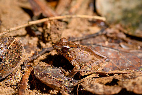 Sculpted Madagascar Frog - side view, Ranomafana, Madagascar ID provided by Dr Mark D. Scherz , alternative candidate is G. plicifer.
https://www.jungledragon.com/image/84047/sculpted_madagascar_frog_-_front_view_ranomafana_madagascar.html
https://www.jungledragon.com/image/84049/sculpted_madagascar_frog_-_top_view_ranomafana_madagascar.html Africa,Gephyromantis sculpturatus,Madagascar,Madagascar 2019,Ranomafana National Park,Sculpted Madagascar Frog,World
