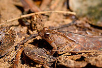 Sculpted Madagascar Frog - side view, Ranomafana, Madagascar ID provided by Dr Mark D. Scherz , alternative candidate is G. plicifer.<br />
https://www.jungledragon.com/image/84047/sculpted_madagascar_frog_-_front_view_ranomafana_madagascar.html<br />
https://www.jungledragon.com/image/84049/sculpted_madagascar_frog_-_top_view_ranomafana_madagascar.html Africa,Gephyromantis sculpturatus,Madagascar,Madagascar 2019,Ranomafana National Park,Sculpted Madagascar Frog,World