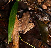 Sculpted Madagascar Frog - top view, Ranomafana, Madagascar ID provided by Dr Mark D. Scherz , alternative candidate is G. plicifer.<br />
https://www.jungledragon.com/image/84047/sculpted_madagascar_frog_-_front_view_ranomafana_madagascar.html<br />
https://www.jungledragon.com/image/84048/sculpted_madagascar_frog_-_side_view_ranomafana_madagascar.html Africa,Gephyromantis sculpturatus,Madagascar,Madagascar 2019,Ranomafana National Park,World