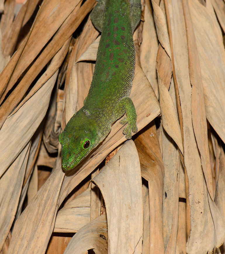 Madagascar day gecko Our first encounter with the Madagascar day gecko, spotted on the leaf roof of our lodge. You will find these friendly green reptiles on and inside almost every house. During my first wildlife travel back in 2007, they freaked me out. Now they&#039;re friends. We curiously stare at each other. It did take us two weeks in Madagascar to find out that the high squeeky sound that we kept hearing was in fact coming from this gecko. It has a sound you don&#039;t expect from it. Madagascar,Madagascar day gecko,Phelsuma madagascariensis,Phelsuma madagascariensis madagascariensis,Pyreras Reserve