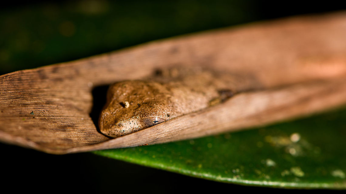 Reticulate Bright-eyed Frog - camouflage, Ranomafana, Madagascar Second observation of this species on the same hike. Again found hiding in a dry leaf. Here&#039;s the other observation:<br />
<figure class="photo"><a href="https://www.jungledragon.com/image/84001/reticulate_bright-eyed_frog_-_closeup_ranomafana_madagascar.html" title="Reticulate Bright-eyed Frog - closeup, Ranomafana, Madagascar"><img src="https://s3.amazonaws.com/media.jungledragon.com/images/2/84001_thumb.jpg?AWSAccessKeyId=05GMT0V3GWVNE7GGM1R2&Expires=1767225610&Signature=r0G6LHT2ya%2Fx3xnhbK31b1p%2FVrA%3D" width="200" height="134" alt="Reticulate Bright-eyed Frog - closeup, Ranomafana, Madagascar We found this well camouflaged frog hiding in a dry leaf. Seemingly not as a coincidence because a little later we found a second individual in the same hiding situation. Two experts so far have ID-ed it as Boophis reticulatus, or a very similar looking undescribed species, of which there are several in Madagascar. So consider this a tenattive ID.<br />
<br />
To give you an idea of the amphibian endemism of Madagascar: out of the 300+ species described, a whopping 2 are not endemic. There&#039;s several hundreds of species still to be described.<br />
https://www.jungledragon.com/image/84002/reticulate_bright-eyed_frog_-_back_ranomafana_madagascar.html<br />
https://www.jungledragon.com/image/84003/reticulate_bright-eyed_frog_ranomafana_madagascar.html Africa,Boophis reticulatus,Madagascar,Madagascar 2019,Ranomafana National Park,World" /></a></figure> Africa,Boophis reticulatus,Madagascar,Madagascar 2019,Ranomafana National Park,Reticulate Bright-eyed Frog,World
