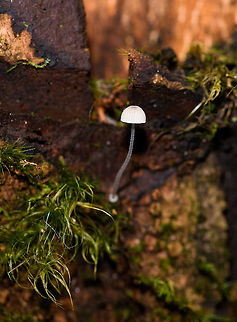 Tetrapyrgos atrocyanea, Ranomafana, Madagascar Growing on the rotting bark of a tree. Africa,Madagascar,Madagascar 2019,Ranomafana National Park,Tetrapyrgos atrocyanea,World