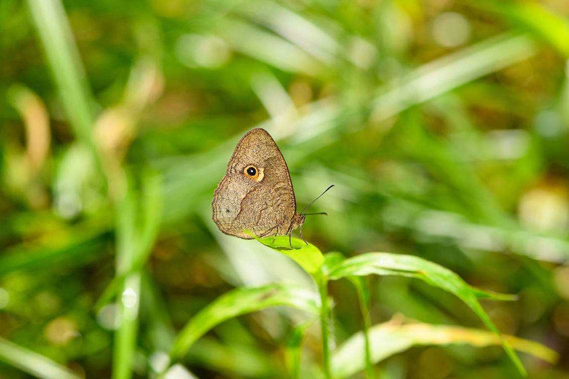 Heteropsis sp., Ranomafana, Madagascar Still checking if I can bring this to the species level. Africa,Madagascar,Madagascar 2019,Ranomafana National Park,World