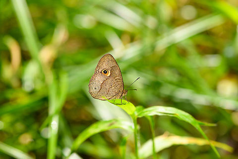 Heteropsis sp., Ranomafana, Madagascar Still checking if I can bring this to the species level. Africa,Madagascar,Madagascar 2019,Ranomafana National Park,World