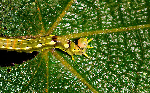 Colorful Geometridae caterpillar - closeup, Ranomafana, Madagascar Found on a large leaf. Geometridae  is a guess based on the leg arrangement. A very colorful individual.
https://www.jungledragon.com/image/84054/colorful_geometridae_caterpillar_ranomafana_madagascar.html Africa,Madagascar,Madagascar 2019,Ranomafana National Park,World