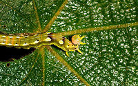 Colorful Geometridae caterpillar - closeup, Ranomafana, Madagascar Found on a large leaf. Geometridae  is a guess based on the leg arrangement. A very colorful individual.<br />
https://www.jungledragon.com/image/84054/colorful_geometridae_caterpillar_ranomafana_madagascar.html Africa,Madagascar,Madagascar 2019,Ranomafana National Park,World