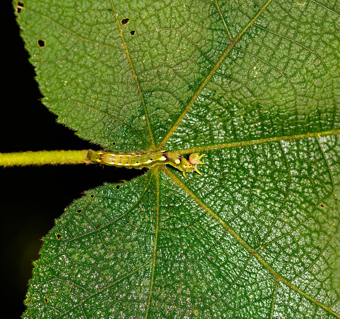 Colorful Geometridae caterpillar, Ranomafana, Madagascar Found on a large leaf. Geometridae  is a guess based on the leg arrangement. A very colorful individual.<br />
<figure class="photo"><a href="https://www.jungledragon.com/image/84053/colorful_geometridae_caterpillar_-_closeup_ranomafana_madagascar.html" title="Colorful Geometridae caterpillar - closeup, Ranomafana, Madagascar"><img src="https://s3.amazonaws.com/media.jungledragon.com/images/2/84053_thumb.jpg?AWSAccessKeyId=05GMT0V3GWVNE7GGM1R2&Expires=1769040010&Signature=gOWwJC23ShCCm%2BBgVGcuB5IDj2Y%3D" width="200" height="126" alt="Colorful Geometridae caterpillar - closeup, Ranomafana, Madagascar Found on a large leaf. Geometridae  is a guess based on the leg arrangement. A very colorful individual.<br />
https://www.jungledragon.com/image/84054/colorful_geometridae_caterpillar_ranomafana_madagascar.html Africa,Madagascar,Madagascar 2019,Ranomafana National Park,World" /></a></figure> Africa,Madagascar,Madagascar 2019,Ranomafana National Park,World