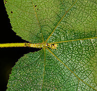 Colorful Geometridae caterpillar, Ranomafana, Madagascar Found on a large leaf. Geometridae  is a guess based on the leg arrangement. A very colorful individual.<br />
https://www.jungledragon.com/image/84053/colorful_geometridae_caterpillar_-_closeup_ranomafana_madagascar.html Africa,Madagascar,Madagascar 2019,Ranomafana National Park,World