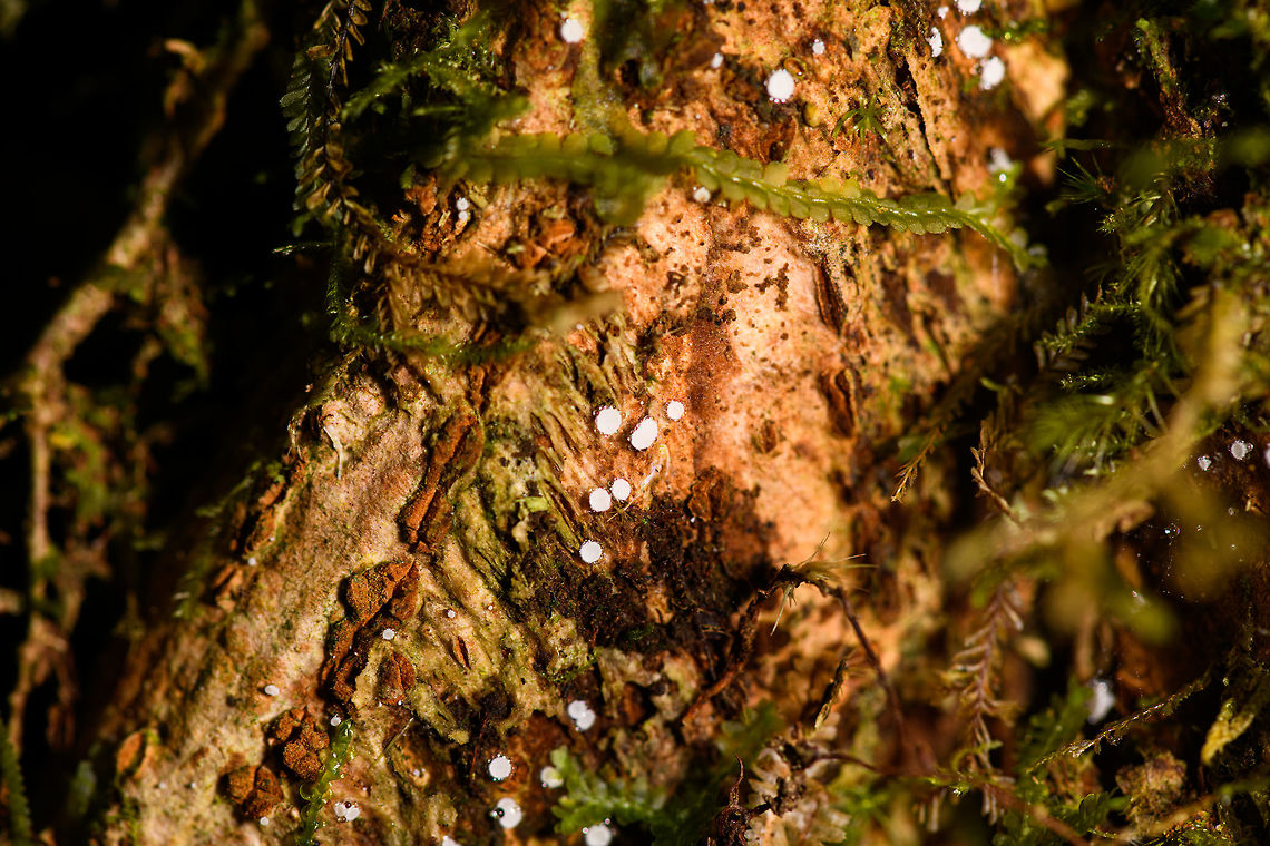Dripping white fungus, Ranomafana, Madagascar Hard to see, but if you zoom in deeply, you can see how each fungus is expelling drips of water(?). Africa,Geotagged,Madagascar,Madagascar 2019,Ranomafana National Park,Winter,World