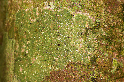 Green speckle lichen on tree - closeup, Ranomafana, Madagascar https://www.jungledragon.com/image/84060/green_speckle_lichen_on_tree_ranomafana_madagascar.html Africa,Madagascar,Madagascar 2019,Ranomafana National Park,World