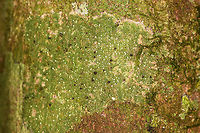 Green speckle lichen on tree - closeup, Ranomafana, Madagascar https://www.jungledragon.com/image/84060/green_speckle_lichen_on_tree_ranomafana_madagascar.html Africa,Madagascar,Madagascar 2019,Ranomafana National Park,World