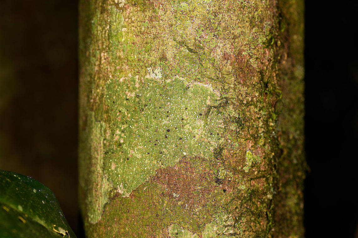 Green speckle lichen on tree, Ranomafana, Madagascar <figure class="photo"><a href="https://www.jungledragon.com/image/84059/green_speckle_lichen_on_tree_-_closeup_ranomafana_madagascar.html" title="Green speckle lichen on tree - closeup, Ranomafana, Madagascar"><img src="https://s3.amazonaws.com/media.jungledragon.com/images/2/84059_thumb.jpg?AWSAccessKeyId=05GMT0V3GWVNE7GGM1R2&Expires=1763596810&Signature=zwz5iRTSbBdd9tlOHYAQVHL631o%3D" width="200" height="134" alt="Green speckle lichen on tree - closeup, Ranomafana, Madagascar https://www.jungledragon.com/image/84060/green_speckle_lichen_on_tree_ranomafana_madagascar.html Africa,Madagascar,Madagascar 2019,Ranomafana National Park,World" /></a></figure> Africa,Madagascar,Madagascar 2019,Ranomafana National Park,World