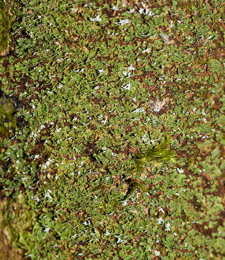 Lichen field on tree, Ranomafana, Madagascar  Africa,Madagascar,Madagascar 2019,Ranomafana National Park,World