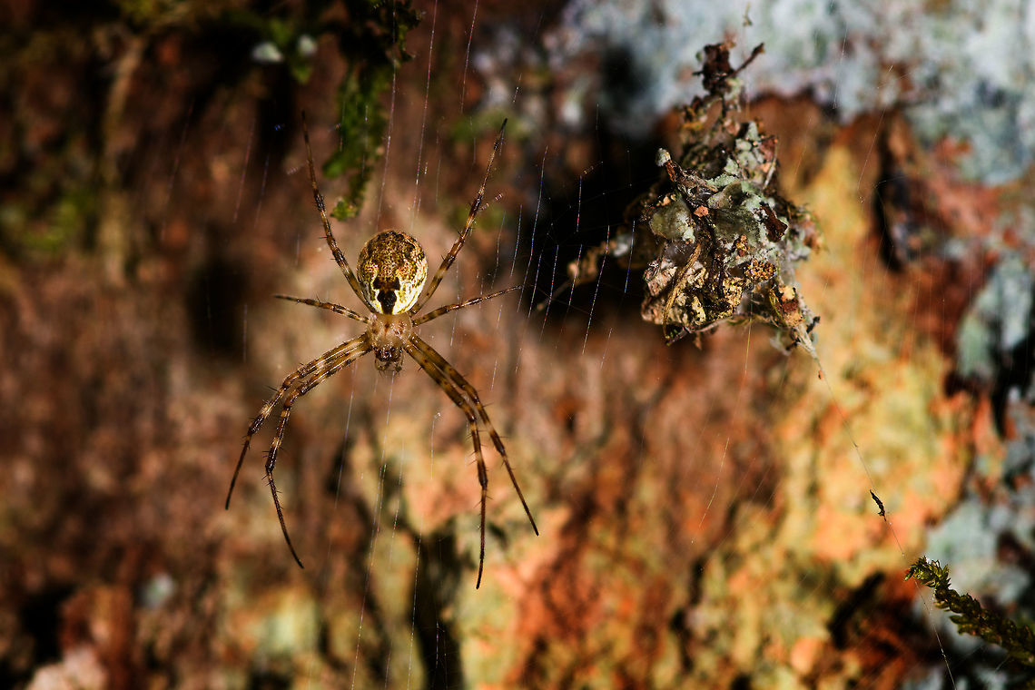Anelosimus sp., Ranomafana, Madagascar A spider in the Theridiidae family, in dutch we refer to them as bullet spiders because of their round abdomen. The Anelosimus is globally distributed, making identification at species level tricky. Africa,Madagascar,Madagascar 2019,Ranomafana National Park,World