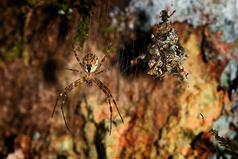 Anelosimus sp., Ranomafana, Madagascar A spider in the Theridiidae family, in dutch we refer to them as bullet spiders because of their round abdomen. The Anelosimus is globally distributed, making identification at species level tricky. Africa,Madagascar,Madagascar 2019,Ranomafana National Park,World