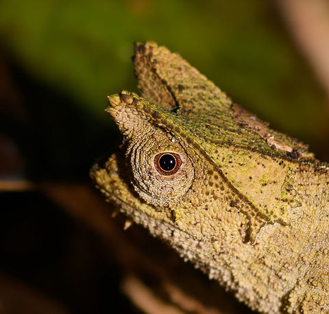 Horned Leaf Chameleon - portrait, Ranomafana, Madagascar Brookesia superciliaris, the Horned Leaf Chameleon or Brown Leaf Chameleon rules the forest floor. Belonging to the group containing some of the smallest reptiles in the world, it hunts exclusively on the forest floor. It moves slowly, making optimal use of its camouflage. When in danger, it plays dead or rolls up to look like a leaf.

This species is easily recognized by its triangular comb, also referred to as "horns" and in dutch "brows".
https://www.jungledragon.com/image/84064/horned_leaf_chameleon_-_side_view_ranomafana_madagascar.html
https://www.jungledragon.com/image/84065/horned_leaf_chameleon_-_on_the_sloooow_move_ranomafana_madagascar.html
https://www.jungledragon.com/image/84066/horned_leaf_chameleon_-_dwelling_ranomafana_madagascar.html
https://www.jungledragon.com/image/84067/horned_leaf_chameleon_-_top_view_ranomafana_madagascar.html Africa,Brookesia superciliaris,Horned Leaf Chameleon,Madagascar,Madagascar 2019,Ranomafana National Park,World