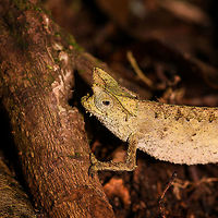 Horned Leaf Chameleon - side view, Ranomafana, Madagascar Brookesia superciliaris, the Horned Leaf Chameleon or Brown Leaf Chameleon rules the forest floor. Belonging to the group containing some of the smallest reptiles in the world, it hunts exclusively on the forest floor. It moves slowly, making optimal use of its camouflage. When in danger, it plays dead or rolls up to look like a leaf.<br />
<br />
This species is easily recognized by its triangular comb, also referred to as "horns" and in dutch "brows".<br />
https://www.jungledragon.com/image/84063/horned_leaf_chameleon_-_portrait_ranomafana_madagascar.html<br />
https://www.jungledragon.com/image/84065/horned_leaf_chameleon_-_on_the_sloooow_move_ranomafana_madagascar.html<br />
https://www.jungledragon.com/image/84066/horned_leaf_chameleon_-_dwelling_ranomafana_madagascar.html<br />
https://www.jungledragon.com/image/84067/horned_leaf_chameleon_-_top_view_ranomafana_madagascar.html Africa,Brookesia superciliaris,Horned Leaf Chameleon,Madagascar,Madagascar 2019,Ranomafana National Park,World