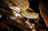 Horned Leaf Chameleon - on the sloooow move, Ranomafana, Madagascar Brookesia superciliaris, the Horned Leaf Chameleon or Brown Leaf Chameleon rules the forest floor. Belonging to the group containing some of the smallest reptiles in the world, it hunts exclusively on the forest floor. It moves slowly, making optimal use of its camouflage. When in danger, it plays dead or rolls up to look like a leaf.<br />
<br />
This species is easily recognized by its triangular comb, also referred to as "horns" and in dutch "brows".<br />
https://www.jungledragon.com/image/84063/horned_leaf_chameleon_-_portrait_ranomafana_madagascar.html<br />
https://www.jungledragon.com/image/84064/horned_leaf_chameleon_-_side_view_ranomafana_madagascar.html<br />
https://www.jungledragon.com/image/84066/horned_leaf_chameleon_-_dwelling_ranomafana_madagascar.html<br />
https://www.jungledragon.com/image/84067/horned_leaf_chameleon_-_top_view_ranomafana_madagascar.html Africa,Brookesia superciliaris,Horned Leaf Chameleon,Madagascar,Madagascar 2019,Ranomafana National Park,World