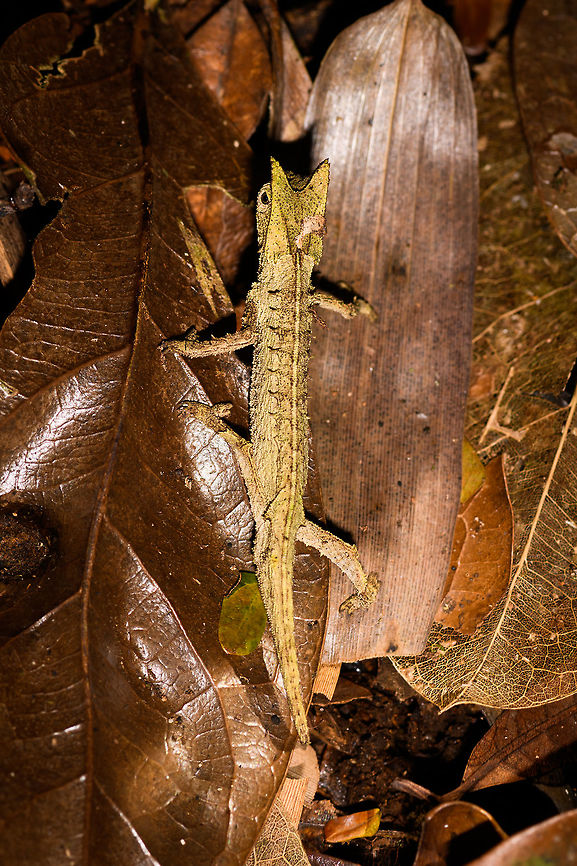 Horned Leaf Chameleon - top view, Ranomafana, Madagascar Brookesia superciliaris, the Horned Leaf Chameleon or Brown Leaf Chameleon rules the forest floor. Belonging to the group containing some of the smallest reptiles in the world, it hunts exclusively on the forest floor. It moves slowly, making optimal use of its camouflage. When in danger, it plays dead or rolls up to look like a leaf.<br />
<br />
This species is easily recognized by its triangular comb, also referred to as &quot;horns&quot; and in dutch &quot;brows&quot;.<br />
<figure class="photo"><a href="https://www.jungledragon.com/image/84063/horned_leaf_chameleon_-_portrait_ranomafana_madagascar.html" title="Horned Leaf Chameleon - portrait, Ranomafana, Madagascar"><img src="https://s3.amazonaws.com/media.jungledragon.com/images/2/84063_thumb.jpg?AWSAccessKeyId=05GMT0V3GWVNE7GGM1R2&Expires=1767225610&Signature=pXkbzDV5kT1Ej8mNiWxUVjRDxbc%3D" width="200" height="192" alt="Horned Leaf Chameleon - portrait, Ranomafana, Madagascar Brookesia superciliaris, the Horned Leaf Chameleon or Brown Leaf Chameleon rules the forest floor. Belonging to the group containing some of the smallest reptiles in the world, it hunts exclusively on the forest floor. It moves slowly, making optimal use of its camouflage. When in danger, it plays dead or rolls up to look like a leaf.<br />
<br />
This species is easily recognized by its triangular comb, also referred to as &quot;horns&quot; and in dutch &quot;brows&quot;.<br />
https://www.jungledragon.com/image/84064/horned_leaf_chameleon_-_side_view_ranomafana_madagascar.html<br />
https://www.jungledragon.com/image/84065/horned_leaf_chameleon_-_on_the_sloooow_move_ranomafana_madagascar.html<br />
https://www.jungledragon.com/image/84066/horned_leaf_chameleon_-_dwelling_ranomafana_madagascar.html<br />
https://www.jungledragon.com/image/84067/horned_leaf_chameleon_-_top_view_ranomafana_madagascar.html Africa,Brookesia superciliaris,Horned Leaf Chameleon,Madagascar,Madagascar 2019,Ranomafana National Park,World" /></a></figure><br />
<figure class="photo"><a href="https://www.jungledragon.com/image/84064/horned_leaf_chameleon_-_side_view_ranomafana_madagascar.html" title="Horned Leaf Chameleon - side view, Ranomafana, Madagascar"><img src="https://s3.amazonaws.com/media.jungledragon.com/images/2/84064_thumb.jpg?AWSAccessKeyId=05GMT0V3GWVNE7GGM1R2&Expires=1767225610&Signature=ssLiBMbZbhlN5zU4jRaIDR3EbLo%3D" width="200" height="200" alt="Horned Leaf Chameleon - side view, Ranomafana, Madagascar Brookesia superciliaris, the Horned Leaf Chameleon or Brown Leaf Chameleon rules the forest floor. Belonging to the group containing some of the smallest reptiles in the world, it hunts exclusively on the forest floor. It moves slowly, making optimal use of its camouflage. When in danger, it plays dead or rolls up to look like a leaf.<br />
<br />
This species is easily recognized by its triangular comb, also referred to as &quot;horns&quot; and in dutch &quot;brows&quot;.<br />
https://www.jungledragon.com/image/84063/horned_leaf_chameleon_-_portrait_ranomafana_madagascar.html<br />
https://www.jungledragon.com/image/84065/horned_leaf_chameleon_-_on_the_sloooow_move_ranomafana_madagascar.html<br />
https://www.jungledragon.com/image/84066/horned_leaf_chameleon_-_dwelling_ranomafana_madagascar.html<br />
https://www.jungledragon.com/image/84067/horned_leaf_chameleon_-_top_view_ranomafana_madagascar.html Africa,Brookesia superciliaris,Horned Leaf Chameleon,Madagascar,Madagascar 2019,Ranomafana National Park,World" /></a></figure><br />
<figure class="photo"><a href="https://www.jungledragon.com/image/84065/horned_leaf_chameleon_-_on_the_sloooow_move_ranomafana_madagascar.html" title="Horned Leaf Chameleon - on the sloooow move, Ranomafana, Madagascar"><img src="https://s3.amazonaws.com/media.jungledragon.com/images/2/84065_thumb.jpg?AWSAccessKeyId=05GMT0V3GWVNE7GGM1R2&Expires=1767225610&Signature=mnZbBaJ1qN9YIQEZeba3wGUs41Q%3D" width="200" height="134" alt="Horned Leaf Chameleon - on the sloooow move, Ranomafana, Madagascar Brookesia superciliaris, the Horned Leaf Chameleon or Brown Leaf Chameleon rules the forest floor. Belonging to the group containing some of the smallest reptiles in the world, it hunts exclusively on the forest floor. It moves slowly, making optimal use of its camouflage. When in danger, it plays dead or rolls up to look like a leaf.<br />
<br />
This species is easily recognized by its triangular comb, also referred to as &quot;horns&quot; and in dutch &quot;brows&quot;.<br />
https://www.jungledragon.com/image/84063/horned_leaf_chameleon_-_portrait_ranomafana_madagascar.html<br />
https://www.jungledragon.com/image/84064/horned_leaf_chameleon_-_side_view_ranomafana_madagascar.html<br />
https://www.jungledragon.com/image/84066/horned_leaf_chameleon_-_dwelling_ranomafana_madagascar.html<br />
https://www.jungledragon.com/image/84067/horned_leaf_chameleon_-_top_view_ranomafana_madagascar.html Africa,Brookesia superciliaris,Horned Leaf Chameleon,Madagascar,Madagascar 2019,Ranomafana National Park,World" /></a></figure><br />
<figure class="photo"><a href="https://www.jungledragon.com/image/84066/horned_leaf_chameleon_-_dwelling_ranomafana_madagascar.html" title="Horned Leaf Chameleon - dwelling, Ranomafana, Madagascar"><img src="https://s3.amazonaws.com/media.jungledragon.com/images/2/84066_thumb.jpg?AWSAccessKeyId=05GMT0V3GWVNE7GGM1R2&Expires=1767225610&Signature=hk1AvAaP1uBNTeJc%2Fl4FDpIvHII%3D" width="200" height="138" alt="Horned Leaf Chameleon - dwelling, Ranomafana, Madagascar Brookesia superciliaris, the Horned Leaf Chameleon or Brown Leaf Chameleon rules the forest floor. Belonging to the group containing some of the smallest reptiles in the world, it hunts exclusively on the forest floor. It moves slowly, making optimal use of its camouflage. When in danger, it plays dead or rolls up to look like a leaf.<br />
<br />
This species is easily recognized by its triangular comb, also referred to as &quot;horns&quot; and in dutch &quot;brows&quot;.<br />
https://www.jungledragon.com/image/84063/horned_leaf_chameleon_-_portrait_ranomafana_madagascar.html<br />
https://www.jungledragon.com/image/84064/horned_leaf_chameleon_-_side_view_ranomafana_madagascar.html<br />
https://www.jungledragon.com/image/84065/horned_leaf_chameleon_-_on_the_sloooow_move_ranomafana_madagascar.html<br />
https://www.jungledragon.com/image/84067/horned_leaf_chameleon_-_top_view_ranomafana_madagascar.html Africa,Brookesia superciliaris,Horned Leaf Chameleon,Madagascar,Madagascar 2019,Ranomafana National Park,World" /></a></figure> Africa,Brookesia superciliaris,Horned Leaf Chameleon,Madagascar,Madagascar 2019,Ranomafana National Park,World