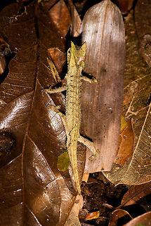 Horned Leaf Chameleon - top view, Ranomafana, Madagascar Brookesia superciliaris, the Horned Leaf Chameleon or Brown Leaf Chameleon rules the forest floor. Belonging to the group containing some of the smallest reptiles in the world, it hunts exclusively on the forest floor. It moves slowly, making optimal use of its camouflage. When in danger, it plays dead or rolls up to look like a leaf.

This species is easily recognized by its triangular comb, also referred to as "horns" and in dutch "brows".
https://www.jungledragon.com/image/84063/horned_leaf_chameleon_-_portrait_ranomafana_madagascar.html
https://www.jungledragon.com/image/84064/horned_leaf_chameleon_-_side_view_ranomafana_madagascar.html
https://www.jungledragon.com/image/84065/horned_leaf_chameleon_-_on_the_sloooow_move_ranomafana_madagascar.html
https://www.jungledragon.com/image/84066/horned_leaf_chameleon_-_dwelling_ranomafana_madagascar.html Africa,Brookesia superciliaris,Horned Leaf Chameleon,Madagascar,Madagascar 2019,Ranomafana National Park,World