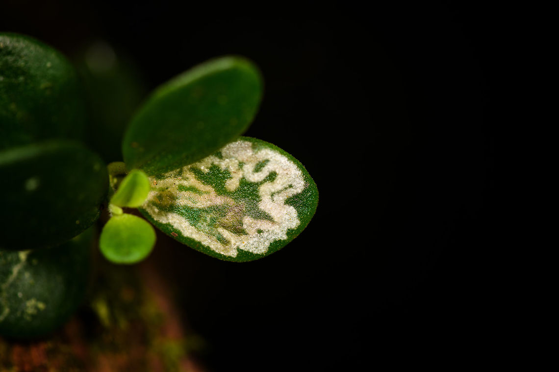 Leaf miner, Ranomafana, Madagascar  Africa,Madagascar,Madagascar 2019,Ranomafana National Park,World,leaf miner