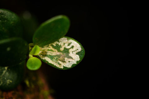 Leaf miner, Ranomafana, Madagascar  Africa,Madagascar,Madagascar 2019,Ranomafana National Park,World,leaf miner