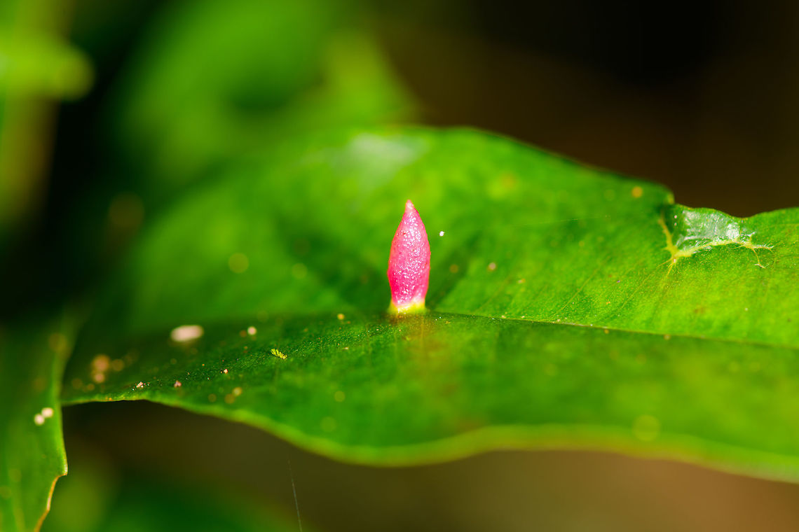 Pink Gall, Ranomafana, Madagascar The works of a gall wasp I presume. Africa,Madagascar,Madagascar 2019,Ranomafana National Park,World