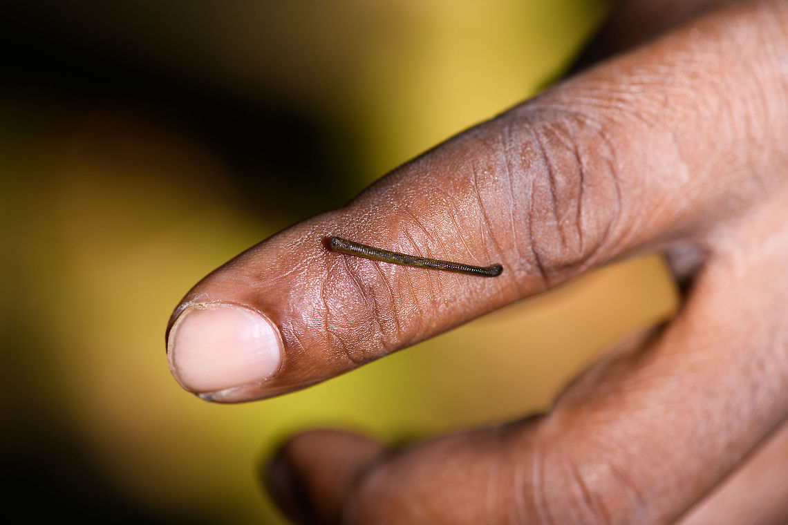 Madagascar Rainforest Leech, Ranomafana, Madagascar On our guide's index finger, to given an indication of size. As this was the dry season, this was one of very few found. Seven years earlier we hiked Ranomafana in heavy rain during the wet season, and we had to stop and remove them every 10 minutes or so.  Africa,Madagascar,Madagascar 2019,Ranomafana National Park,World