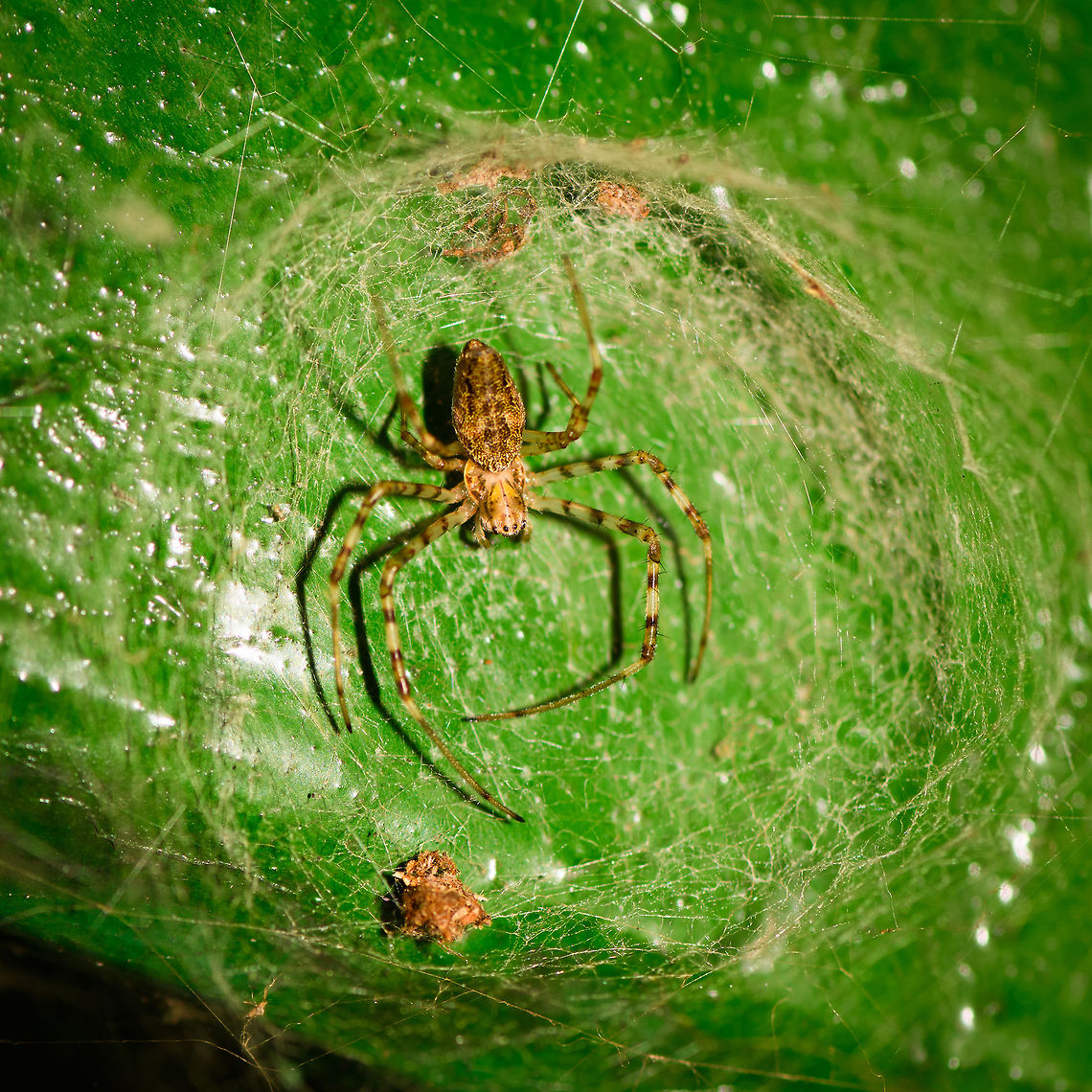 Funnel web spider, Ranomafana, Madagascar Based on the type of web on display here, my assumption for now is a funnel web spider (Hexathelidae or Agelenidae. Africa,Madagascar,Madagascar 2019,Ranomafana National Park,World