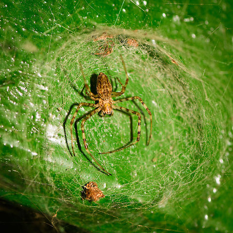 Funnel web spider, Ranomafana, Madagascar Based on the type of web on display here, my assumption for now is a funnel web spider (Hexathelidae or Agelenidae. Africa,Madagascar,Madagascar 2019,Ranomafana National Park,World