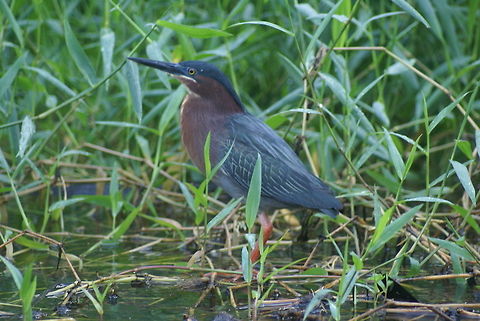 Bird in Costa Rica I found this bird in the swamps of Costa Rica, it has a pointy long beak, brown chest feathers and orange legs. Birds,Butorides virescens,Costa Rica,Green Heron