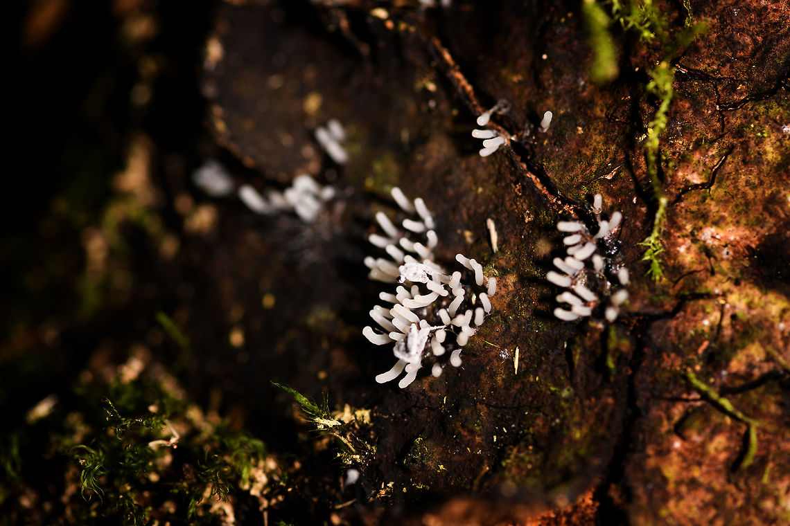 White Slime Mold, Ranomafana, Madagascar  Africa,Madagascar,Madagascar 2019,Ranomafana National Park,World