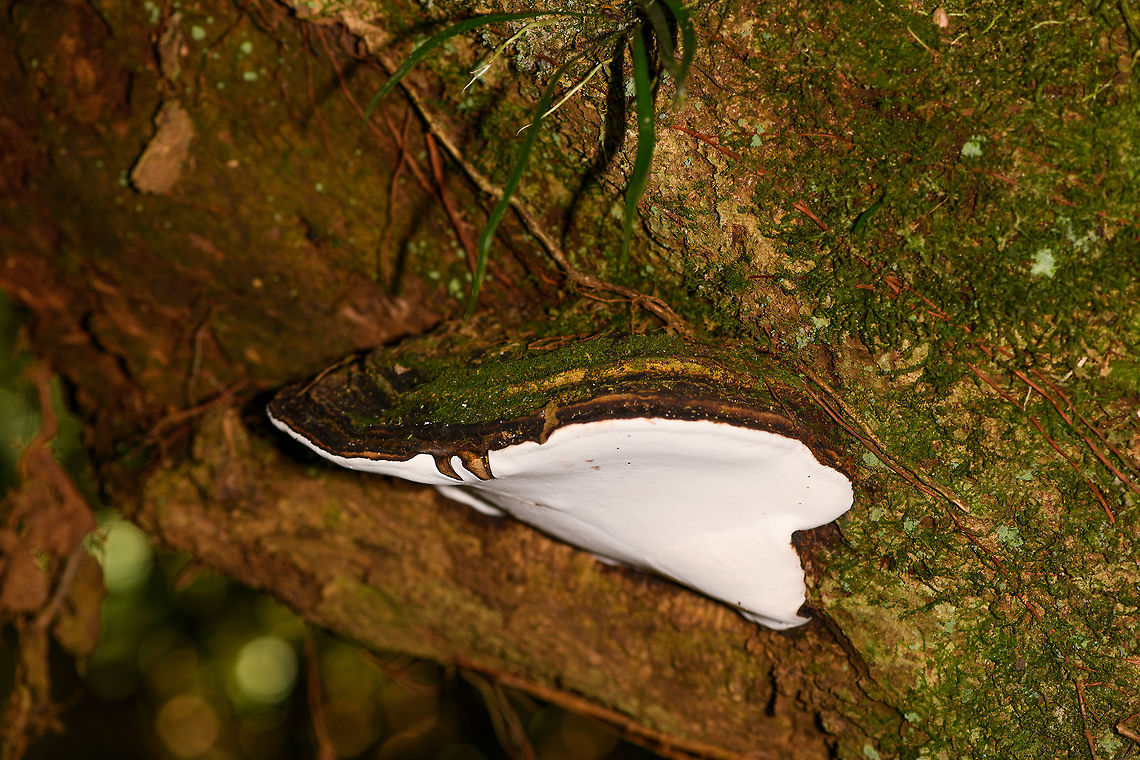Large Bracket Fungus, Ranomafana, Madagascar Note: this is the 2,000th Madagascar photo on JD. Africa,Artist's Fungus,Ganoderma applanatum,Madagascar,Madagascar 2019,Ranomafana National Park,World